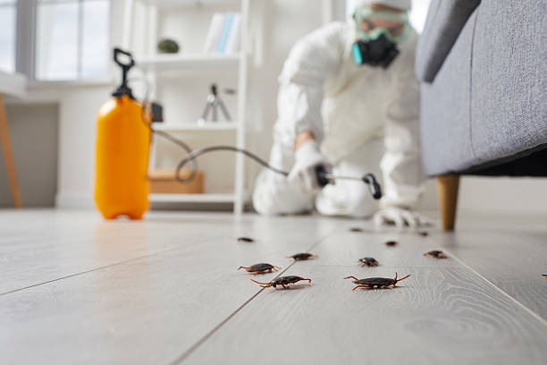 Commercial Kitchen Cockroach Control in Petaluma